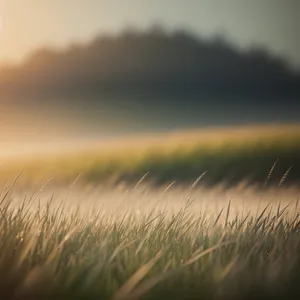 Golden Harvest: Bountiful Summer Wheat Field