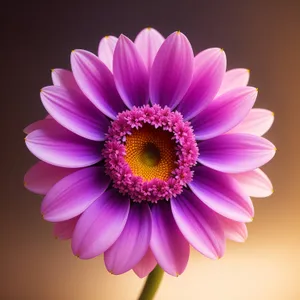 Dainty Pink Daisy Bloom with Fresh Petals