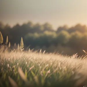 Golden Wheat Field Under a Sunny Sky