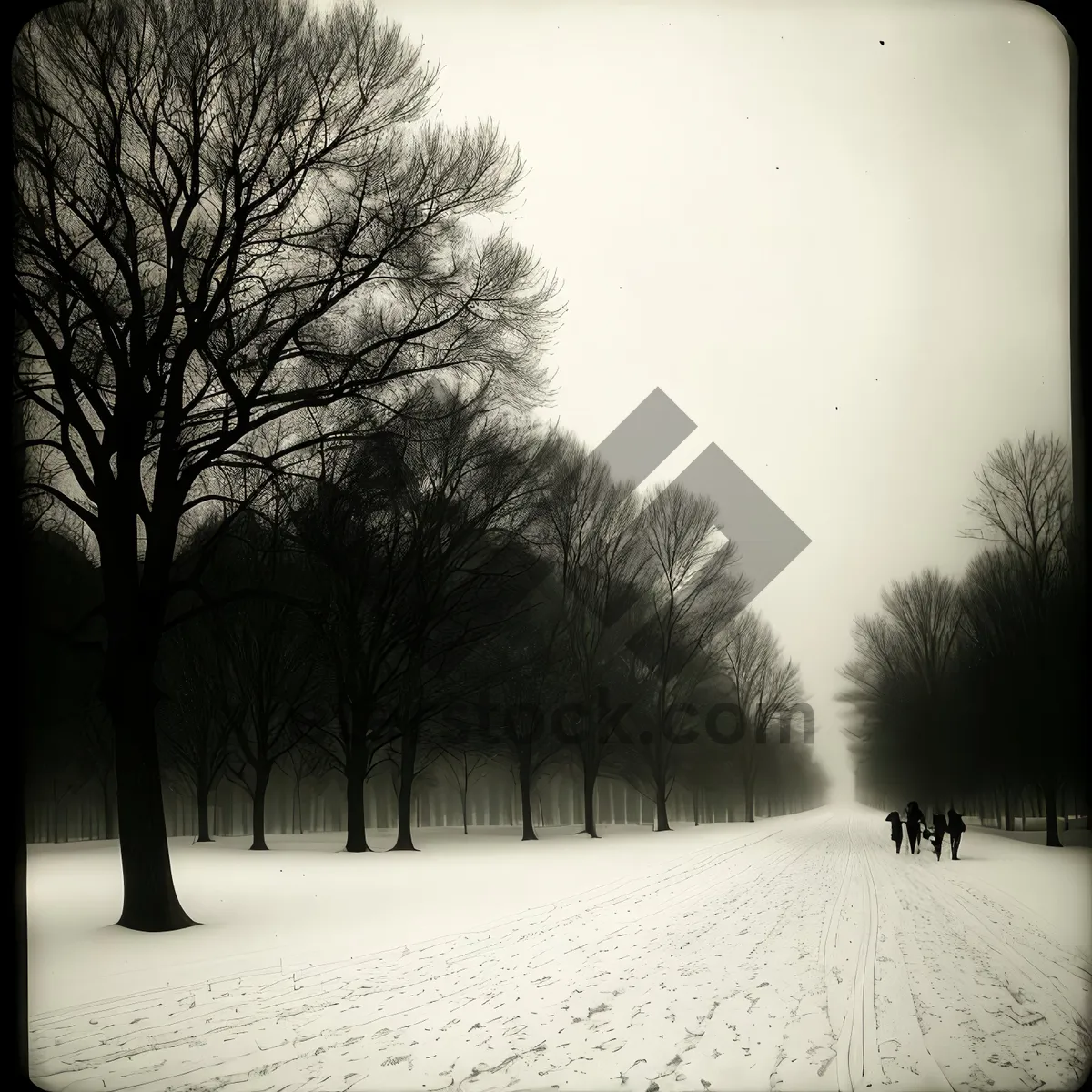 Picture of Frosty Winter Landscape with Snow-Covered Trees