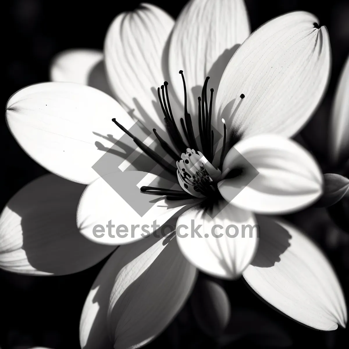 Picture of White Daisy Blossom in Summer Garden