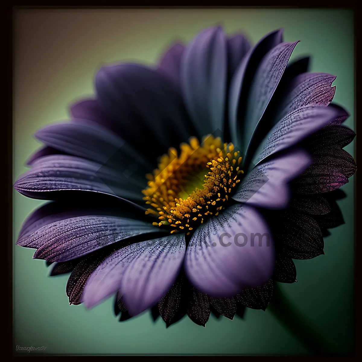 Picture of Blooming Petal Delight - Vibrant Floral Blossom in Full Bloom