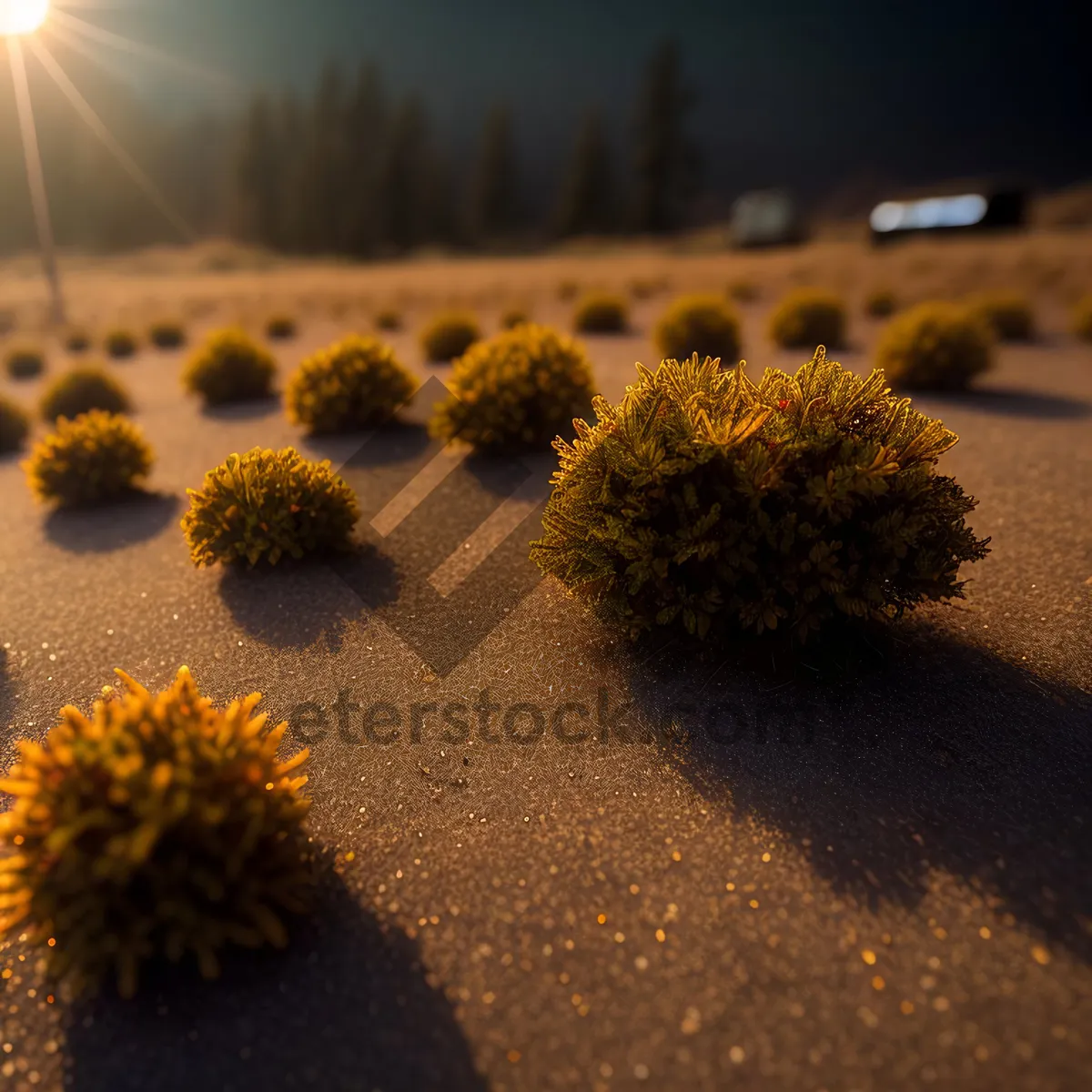 Picture of Vibrant Yellow Flora in Blossom