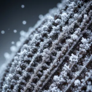 Winter Spirea: Captivating Snow-covered Woody Shrub