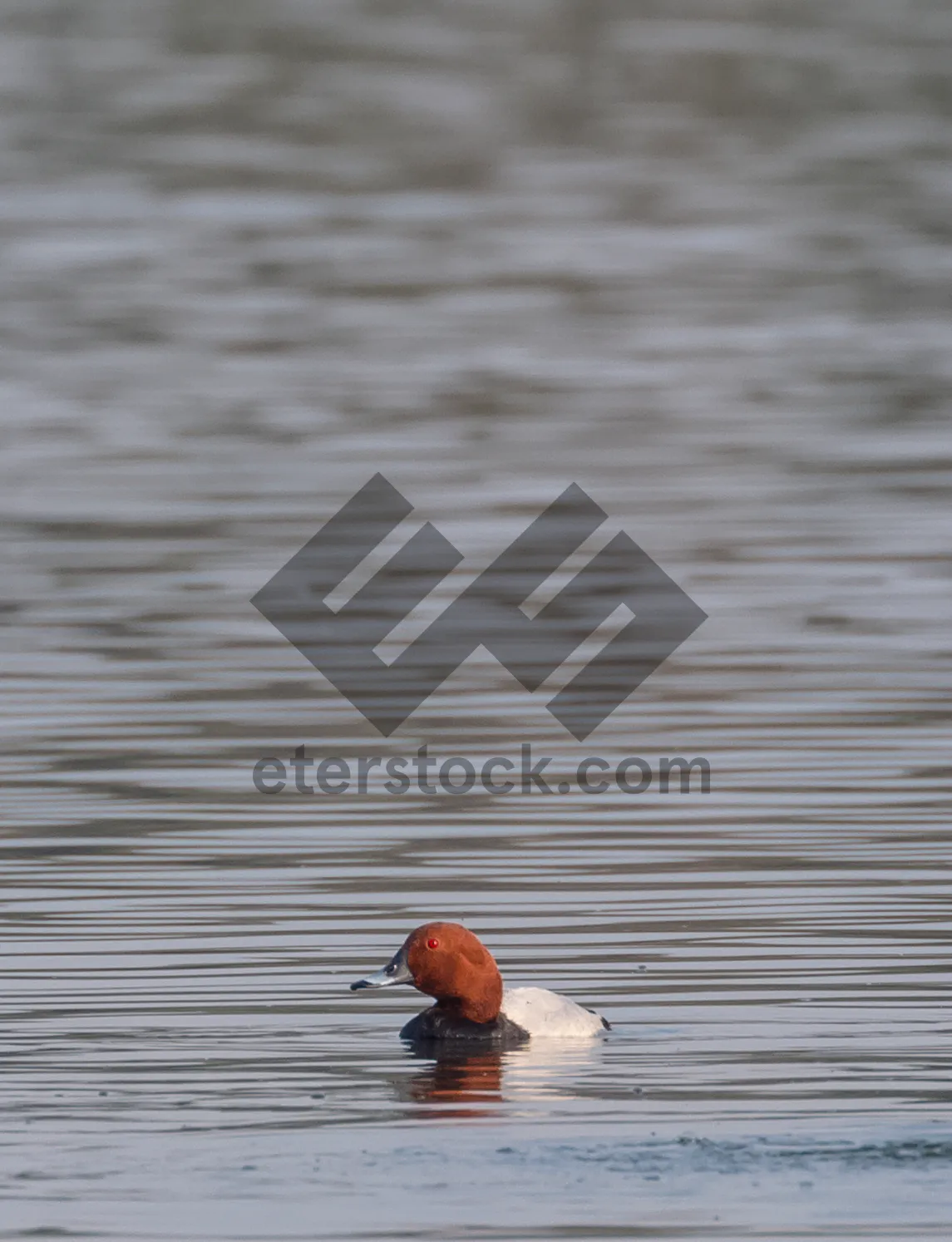 Picture of Waterfowl Reflection At Lakeside: Red-breasted Merganser In Nature