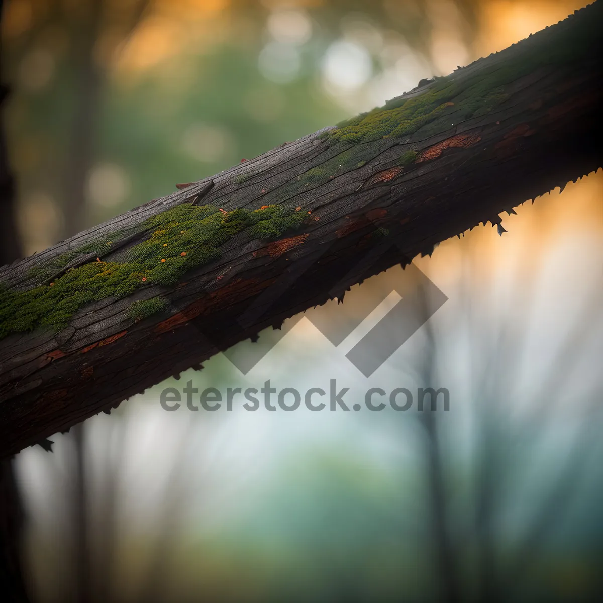 Picture of Willow Arum: Graceful Woody Plant with Vascular Leaves