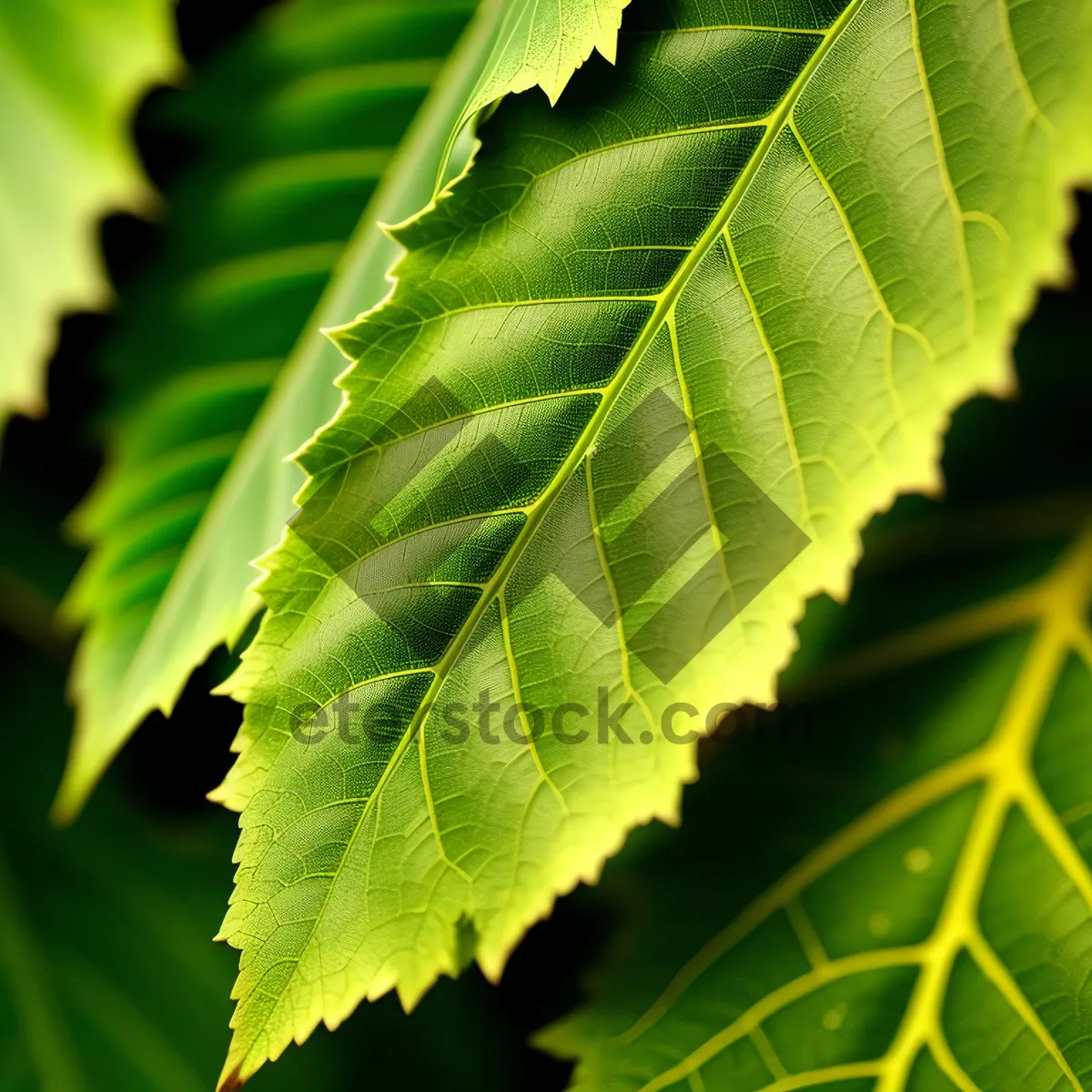 Picture of Lush Sumac Foliage in Bright Summer Season