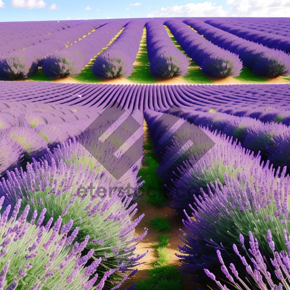 Picture of Vibrant Artichoke and Lavender Field