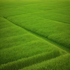 Lush green field with textured grass