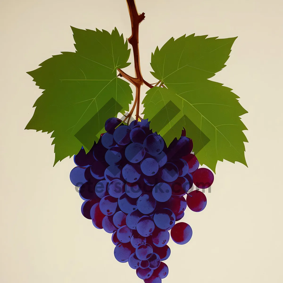 Picture of Juicy Autumn Harvest: Fresh Organic Purple Grapes