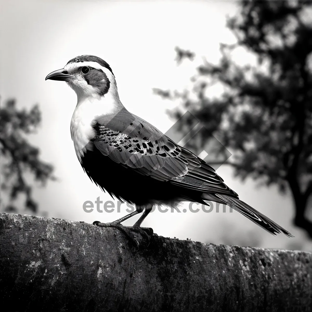 Picture of Beautiful Quail - Majestic Game Bird with Striking Feathers