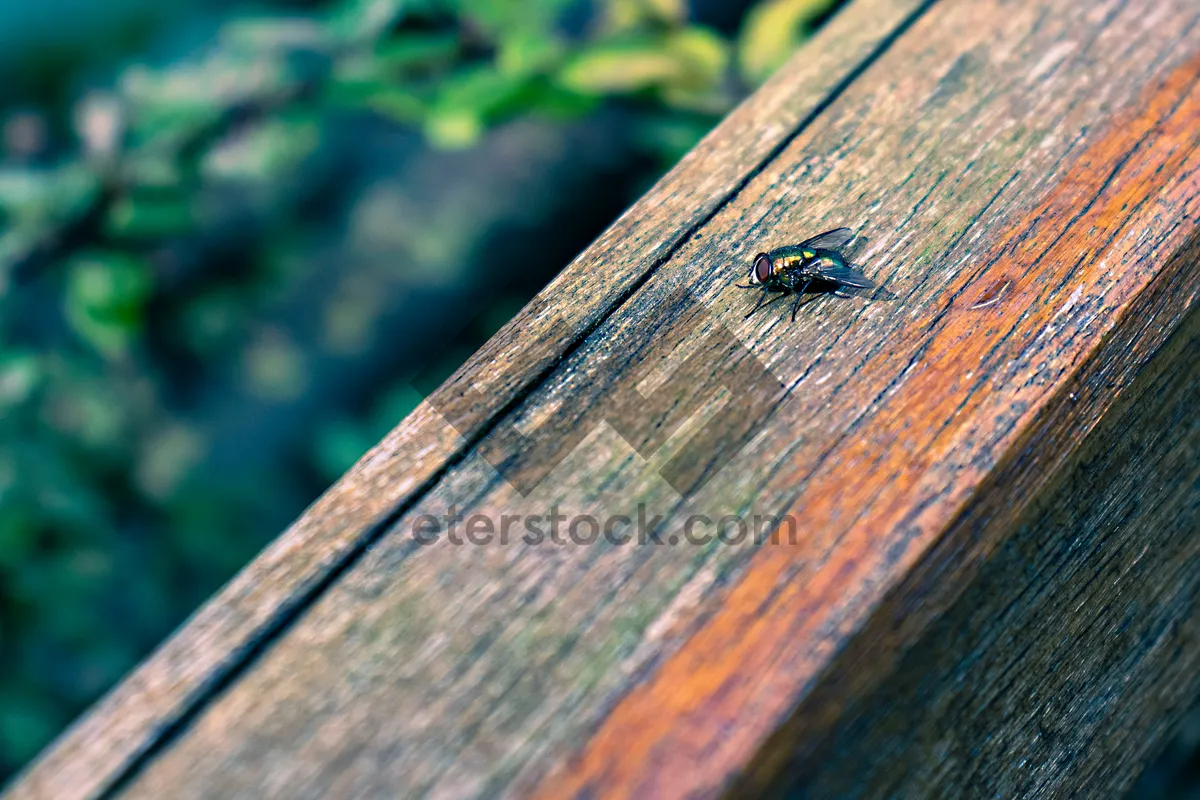 Picture of Texture of old weathered wood wall with ant.