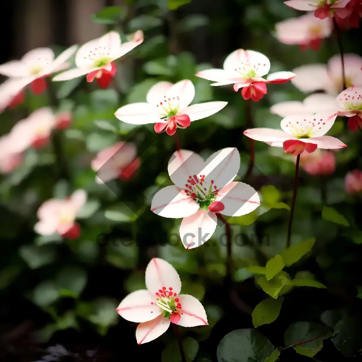 Picture of Blooming Pink Star Saxifrage in Garden