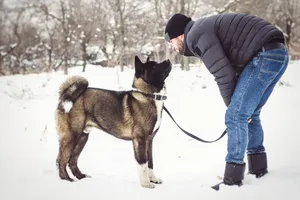 Cute winter portrait of domestic dog playing in snow