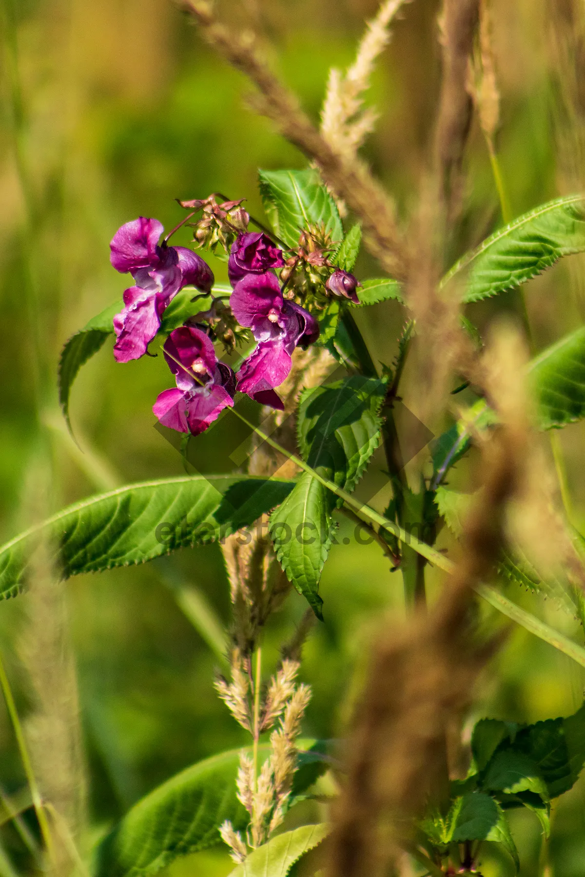 Picture of Beautiful Pink Butterfly on Purple Wild Basil Blossom