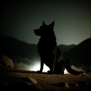 Black Canine Shepherd Silhouetted against Sunset