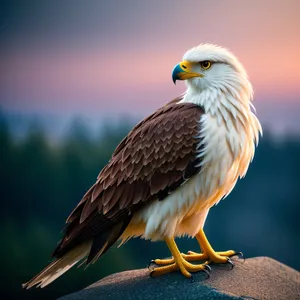 Bald Eagle soaring with fierce gaze