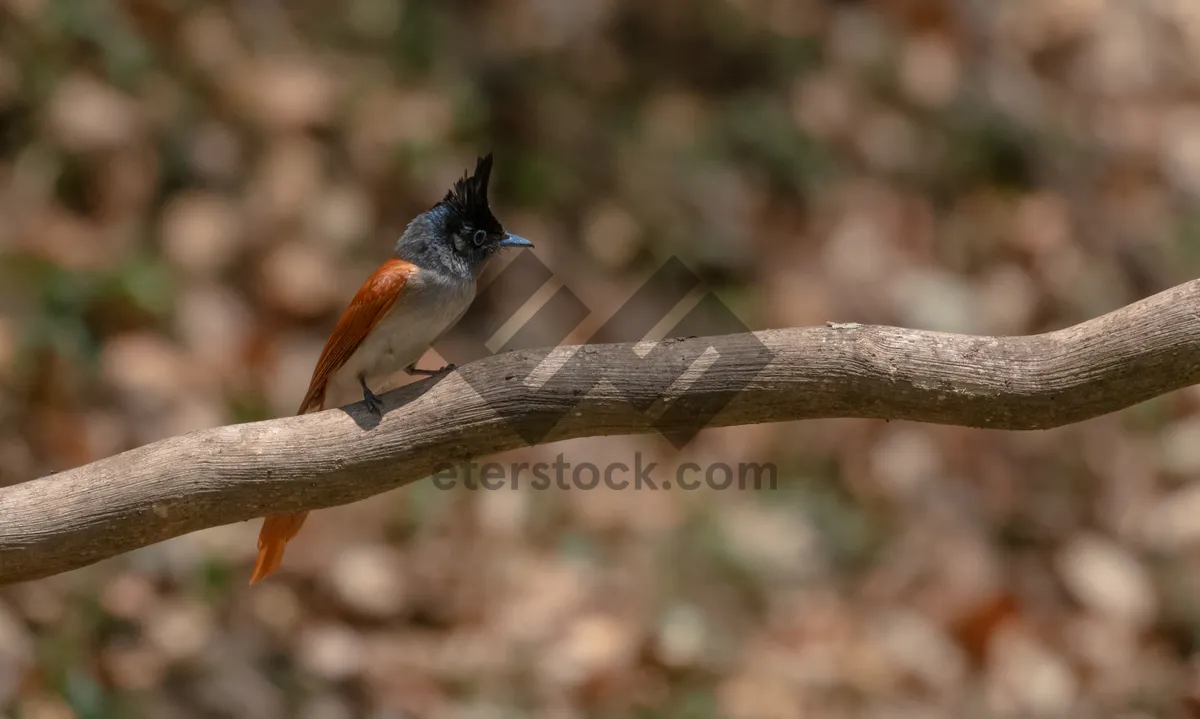 Picture of Brown hummingbird perched on tree branch in garden