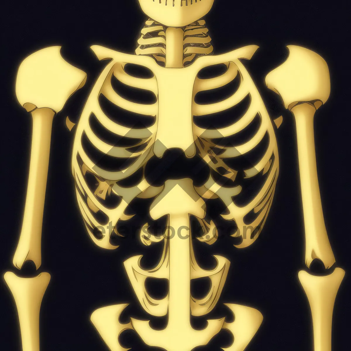 Picture of Human skeletal anatomy - 3D medial view