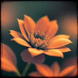 Vibrant Daisy Blooming in Colorful Garden