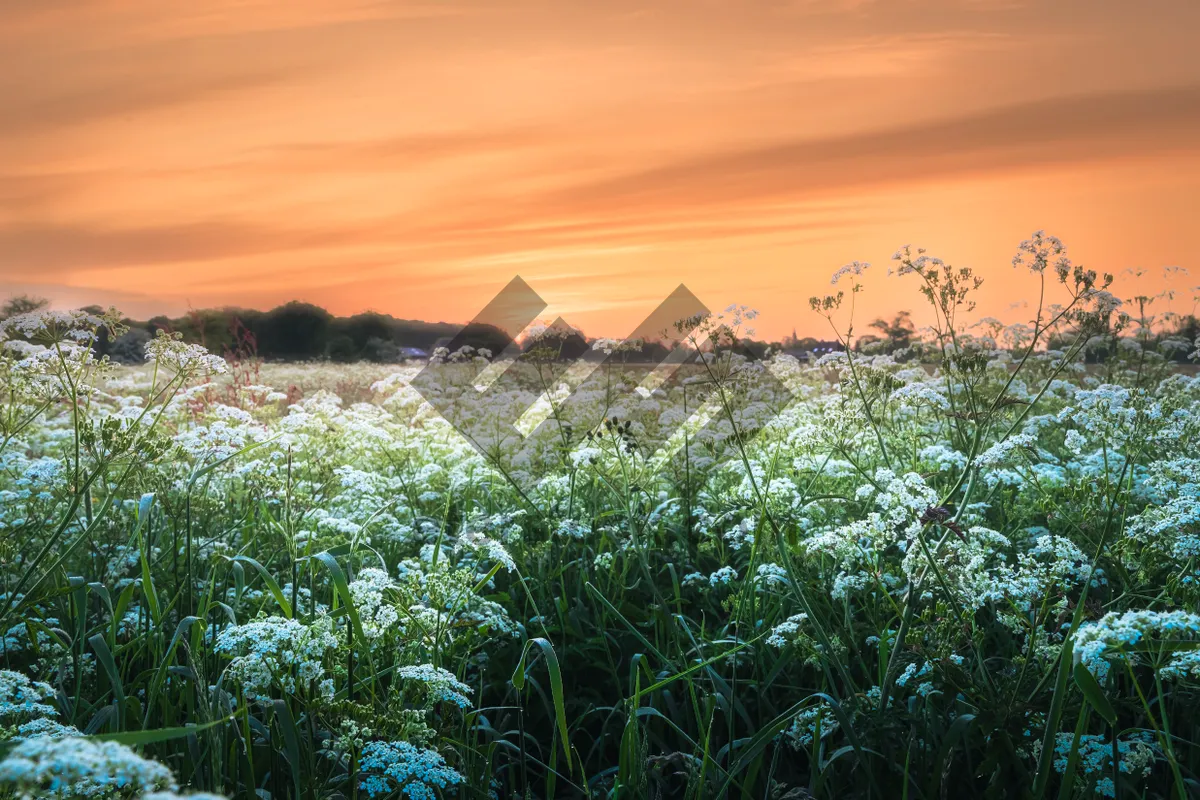 Picture of Summer landscape with sun shining over meadow and tree.