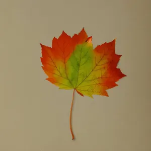 Vibrant Fall Maple Leaf Bouquet in Autumn