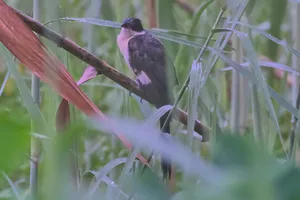 Colorful Hummingbird with Outstretched Wings in Flight