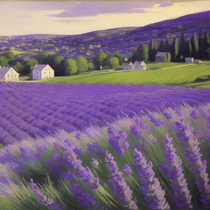 Lavender Dreams: Colorful Patterns in Nature's Field