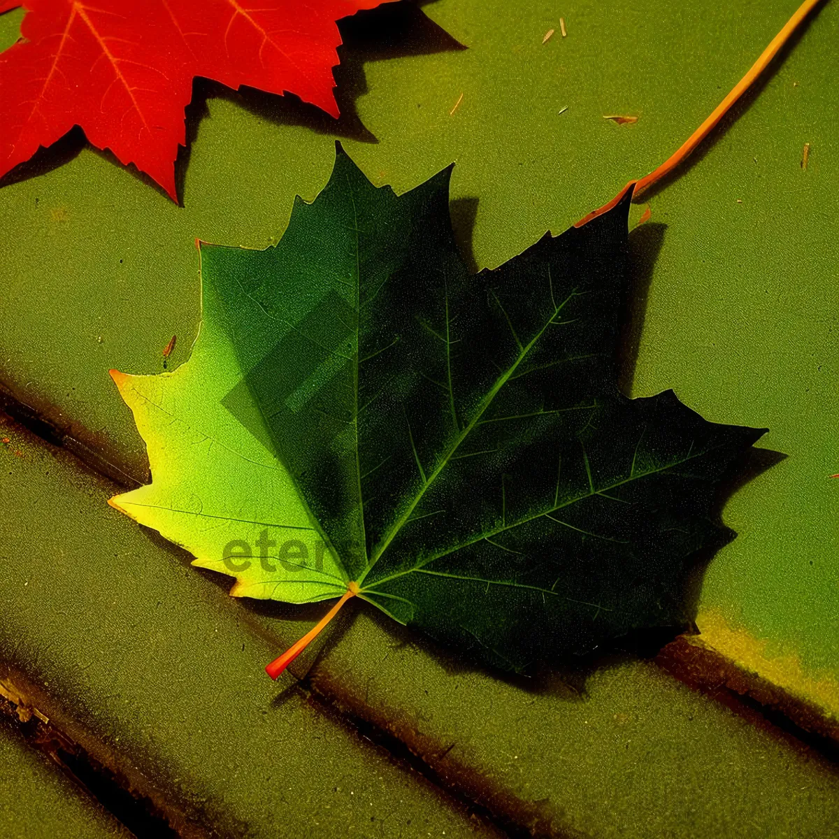 Picture of Vibrant Autumn Foliage Under Umbrella Canopy