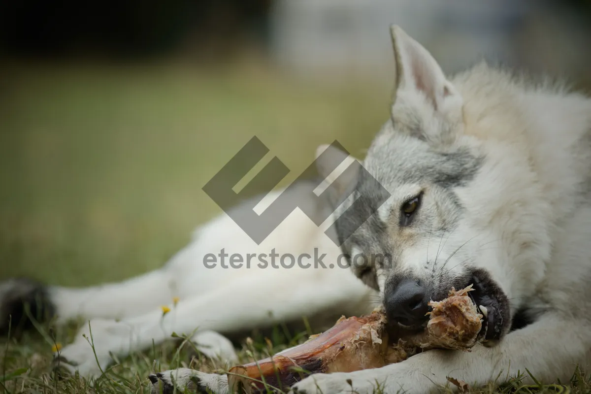 Picture of Cute Domestic Kitten and Pet Dog Portrait