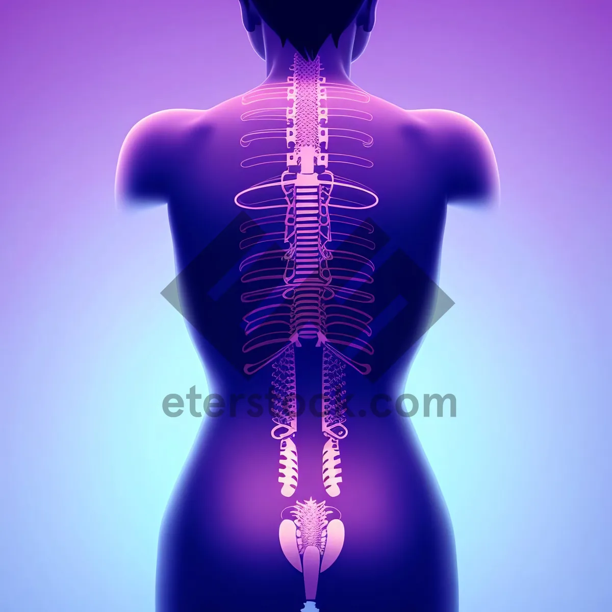 Picture of Human Skeletal System - Anatomical 3D X-Ray Image