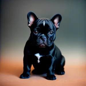 Captivating Portrait of a Cute Purebred Bulldog Puppy