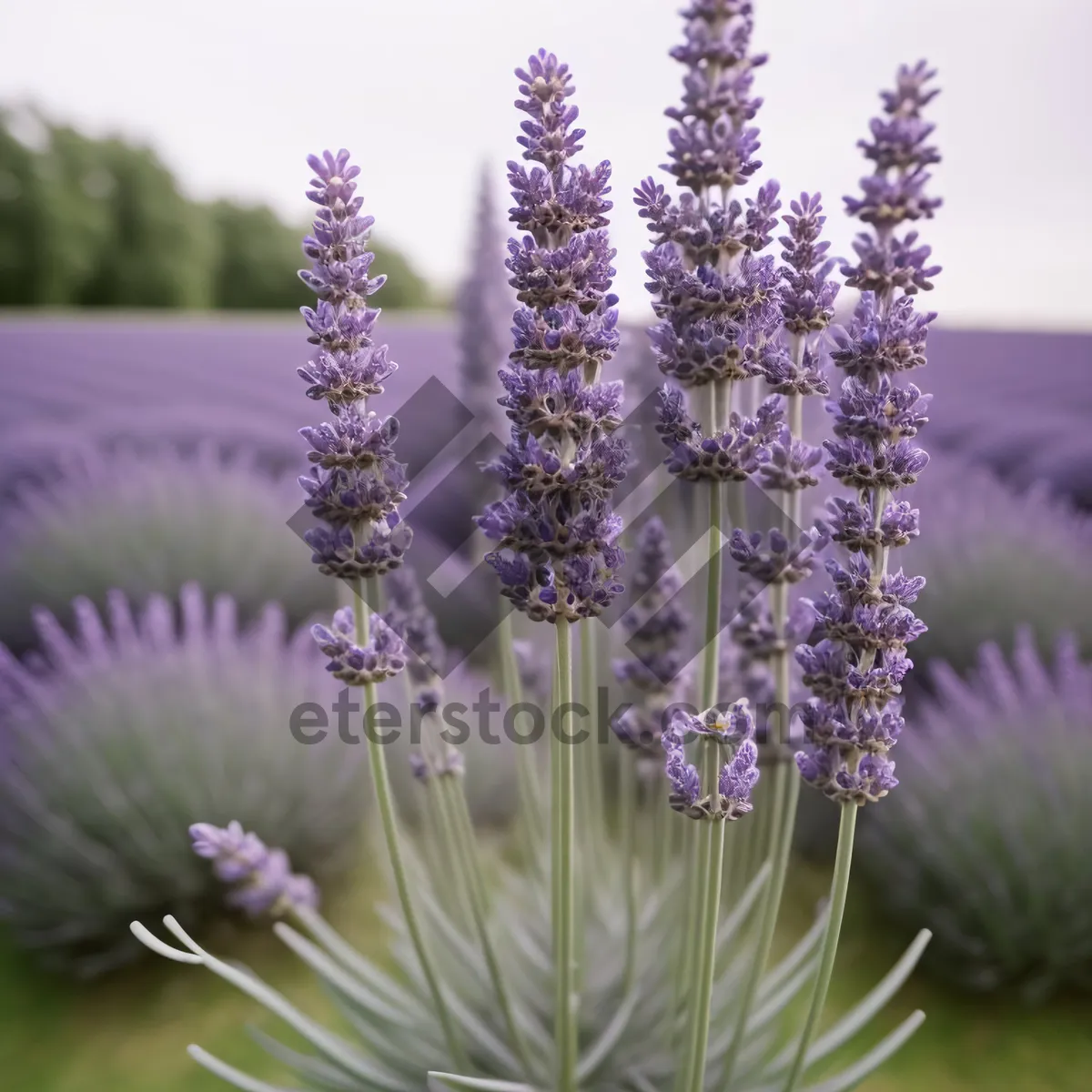 Picture of Wildflower Blossom in a Lavender Field