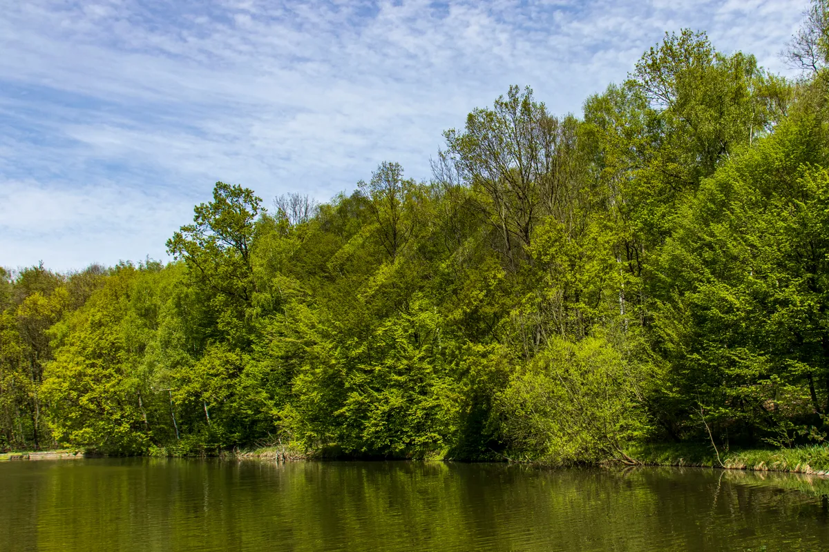 Picture of Tranquil Autumn Reflection in Wooded Park
