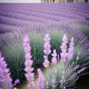 Vibrant Lavender Blooms in Flower Field