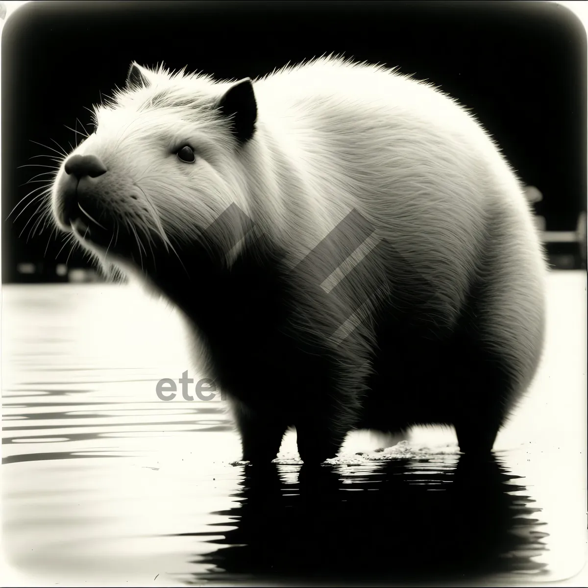 Picture of Furry Rat and Guinea Pig Pets in Closeup