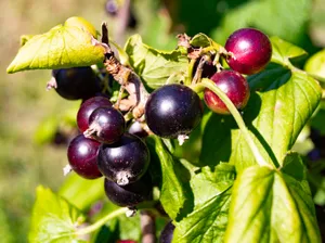 Fresh Black Grapes on Vine - Healthy Fruit Dessert