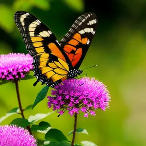 Vibrant Meadow Blooms in Summer's Glow