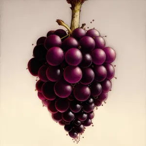 Fresh and Juicy Purple Grape Cluster