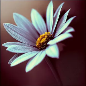 Yellow Daisy Blossom in Lush Garden