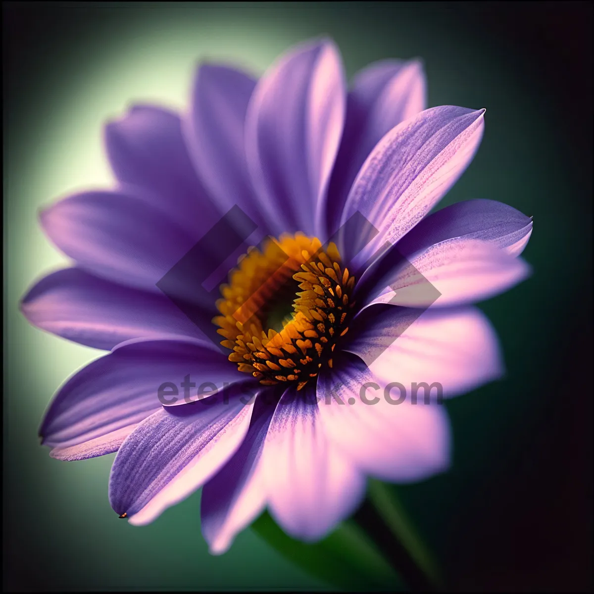 Picture of Vibrant Meadow Daisy Blossom - Summer Floral Beauty