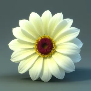 Bright Yellow Daisy Blossom in Spring Meadow