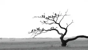 Silhouette of deer under the sky among trees