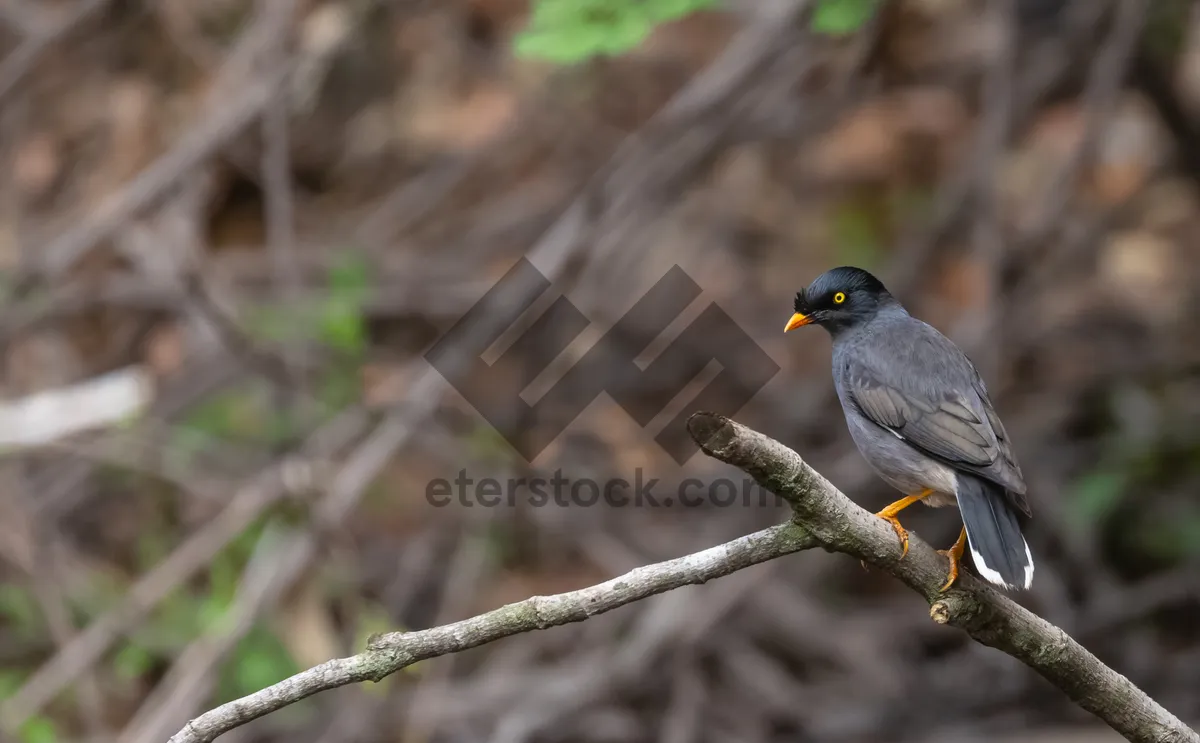 Picture of Black Starling perched on tree branch in the wild