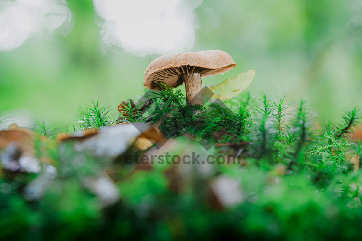 Picture of Mushrooms and Fern in Forest Clearing