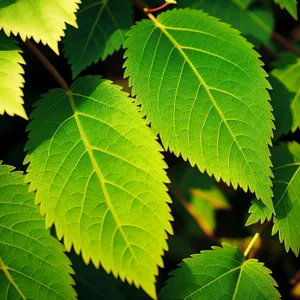 Serene Summer Forest with Vibrant Foliage