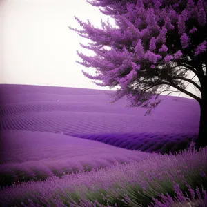 Lilac Blooms in Vibrant Purple Field