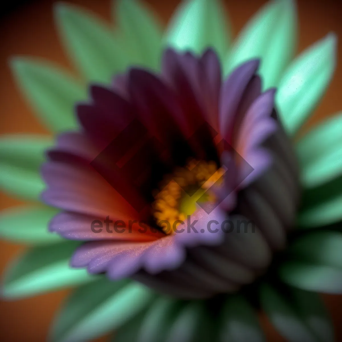 Picture of Vibrant Daisy Blossom in Pink and Yellow