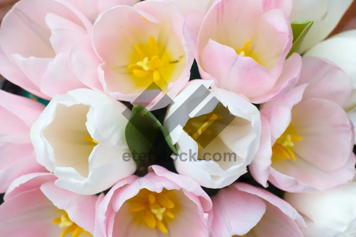 Picture of Colorful Spring Blossoms in Pink and Yellow