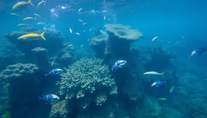 Tropical fish swimming in sunlit coral reef